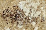 Shale With Fossil Dragonfly (Odonata) Larvae - France #254280-1